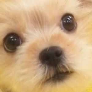 ミックス犬