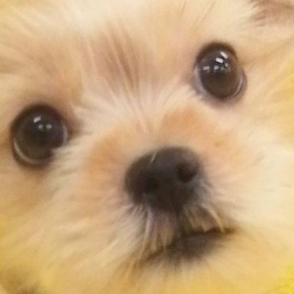 ミックス犬
