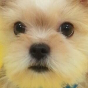 ミックス犬
