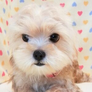 ミックス犬