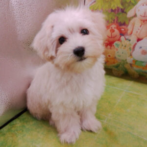 Alternative view of ミックス犬