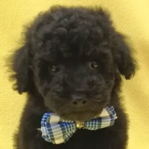 ミニチュア・プードル