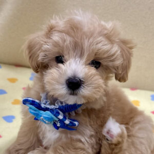 ミックス犬