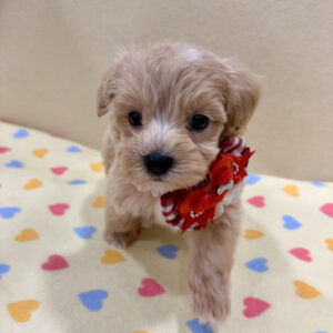 Alternative view of ミックス犬