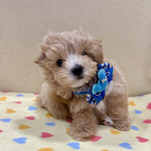 Alternative view of ミックス犬