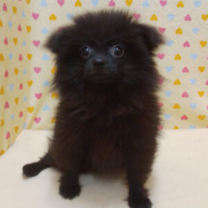 Alternative view of ミックス犬