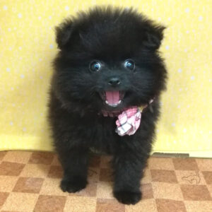 Alternative view of ミックス犬
