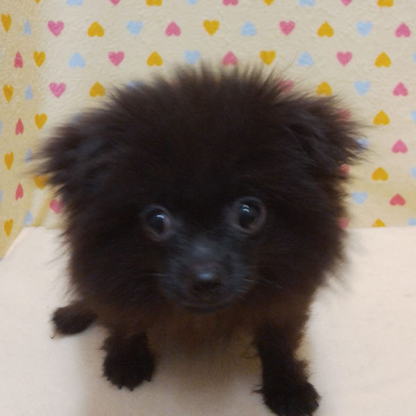 ミックス犬