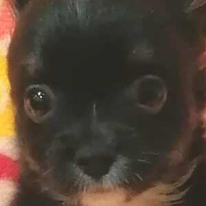 チワワ (ロングコート)