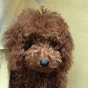 トイ・プードル