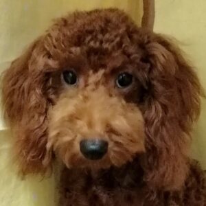 トイ・プードル