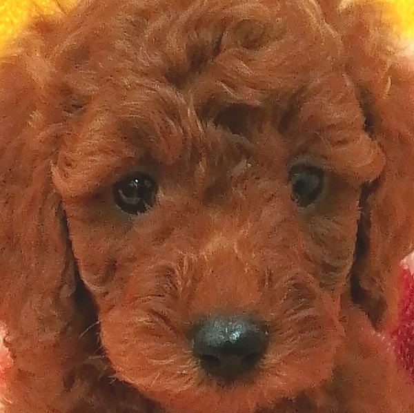 トイ・プードル