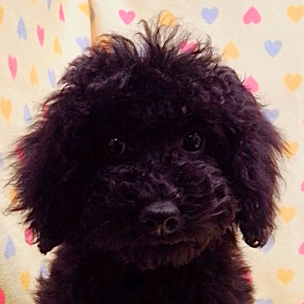 ミニチュア・プードル