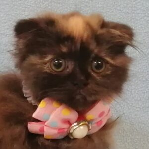 スコティッシュ・フォールド