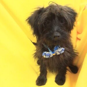 Alternative view of ミックス犬