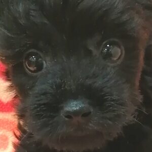 ミックス犬