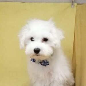 マルチーズ