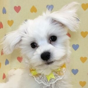 マルチーズ