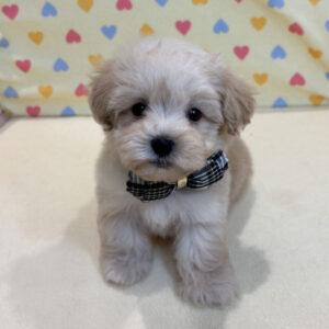 Alternative view of ミックス犬