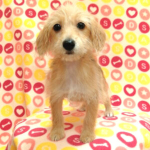 Alternative view of ミックス犬