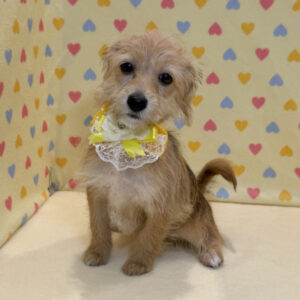 Alternative view of ミックス犬