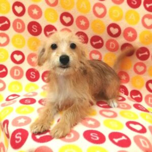 Alternative view of ミックス犬
