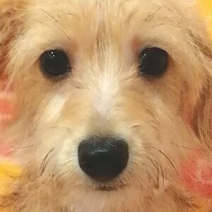 ミックス犬