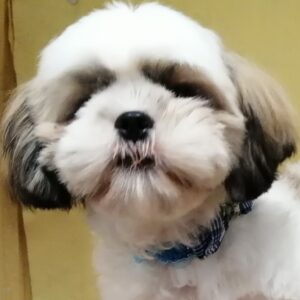 シー・ズー