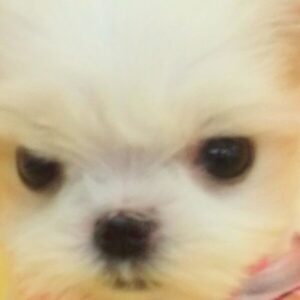 マルチーズ