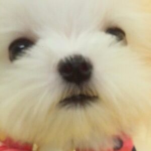 マルチーズ