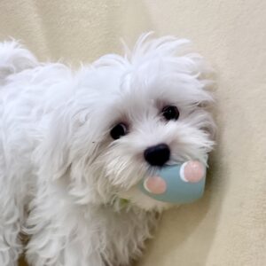 マルチーズ