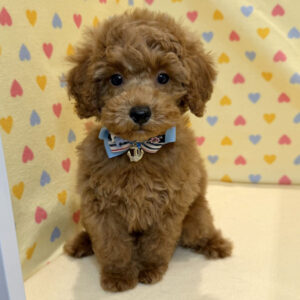 Alternative view of トイ・プードル