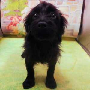 Alternative view of ミックス犬