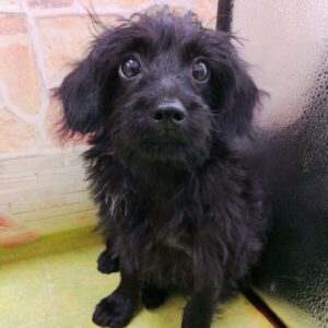 Alternative view of ミックス犬