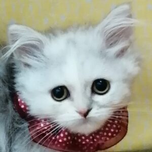 ミヌエット
