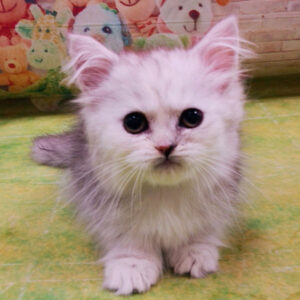 Alternative view of ミヌエット
