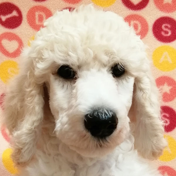 スタンダード・プードル