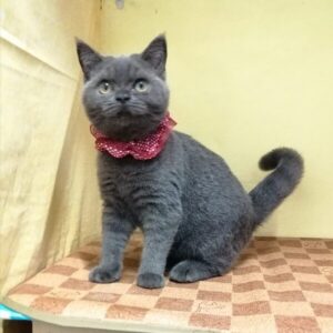 Alternative view of ブリティッシュ・ショートヘアー