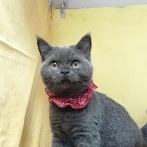ブリティッシュ・ショートヘアー