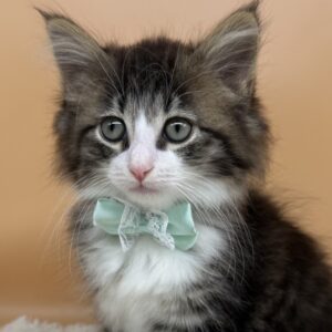 ノルウェージャン・フォレスト・キャット