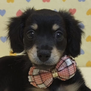 ミックス犬