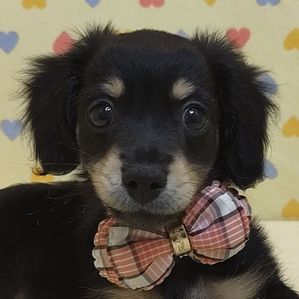 ミックス犬