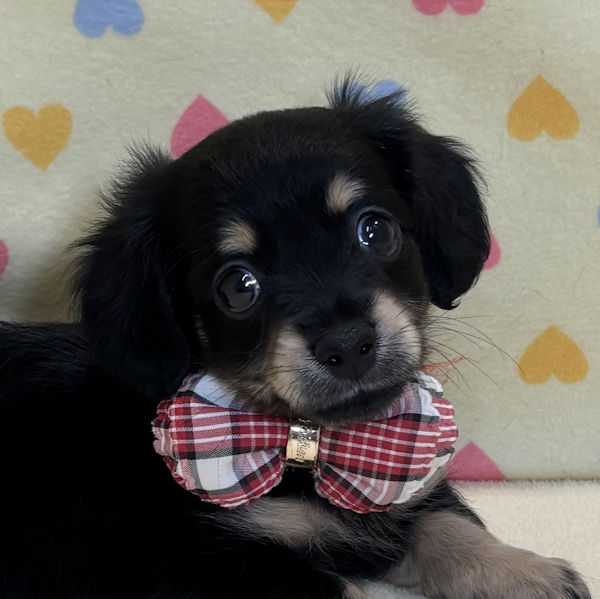 ミックス犬