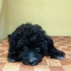 Alternative view of ミックス犬