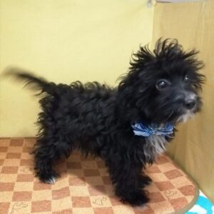 Alternative view of ミックス犬