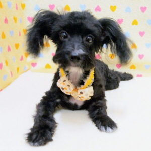 Alternative view of ミックス犬