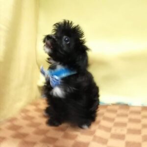 Alternative view of ミックス犬