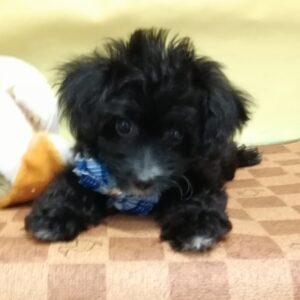 ミックス犬