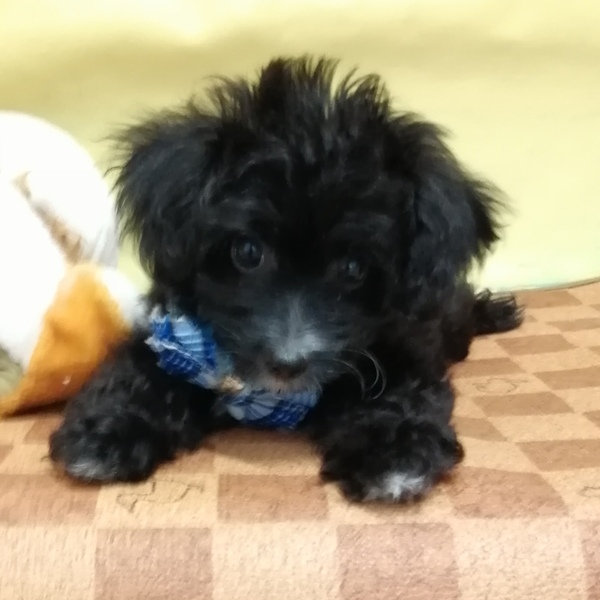 ミックス犬