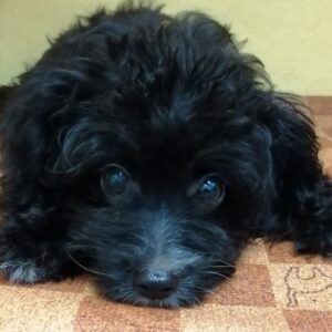 ミックス犬
